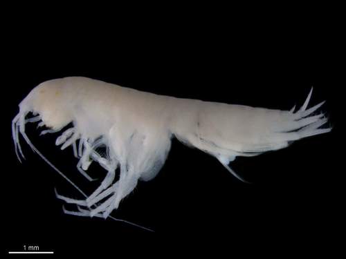 Crangonyx parhobbsi