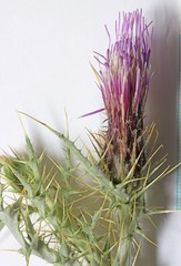 Cirsium arizonicum bipinnatum