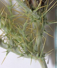 Cirsium arizonicum bipinnatum