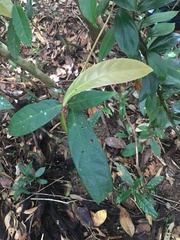 Paypayrola blanchetiana