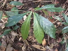 Paypayrola blanchetiana