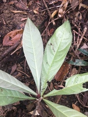 Paypayrola blanchetiana