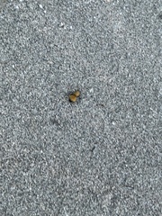 Dasymutilla arenivaga