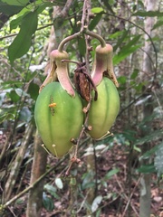 Passiflora contracta