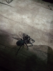 Araneae