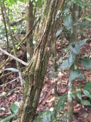 Passiflora contracta