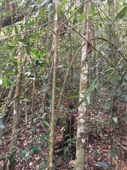 Passiflora contracta