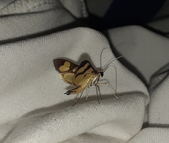 Glyphodes sibillalis