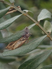 Opisthoncus polyphemus