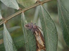 Opisthoncus polyphemus