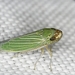 Bermudagrass Leafhopper - Photo (c) Jason, some rights reserved (CC BY-NC), uploaded by Jason