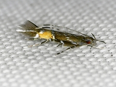 Cosmopterix pulchrimella