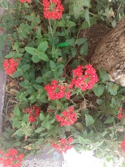 Glandularia peruviana