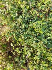 Parthenium hysterophorus