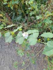 Passiflora foetida