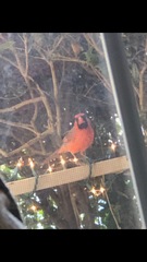 Cardinalis