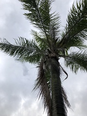 Syagrus romanzoffiana