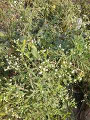Parthenium hysterophorus