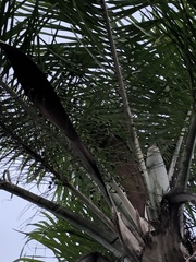 Syagrus romanzoffiana