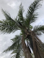 Syagrus romanzoffiana