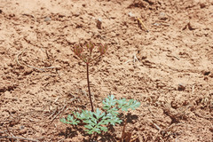 Cymopterus purpureus