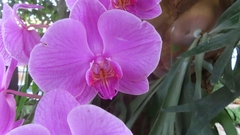 Phalaenopsis