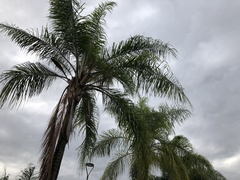 Syagrus romanzoffiana