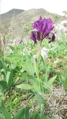 Iris lutescens