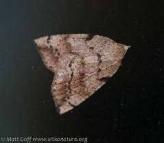 Thallophaga hyperborea