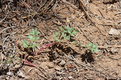 Cymopterus purpureus