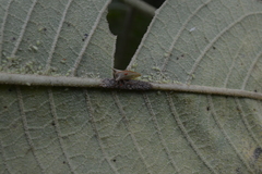 Alchisme banosiensis
