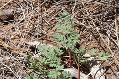 Cymopterus purpureus
