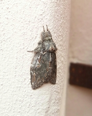 Peridea anceps