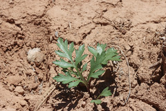 Cymopterus purpureus