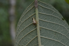 Alchisme banosiensis