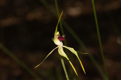 Caladenia longiclavata