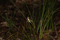 Caladenia longiclavata