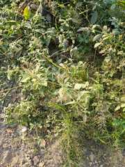 Parthenium hysterophorus