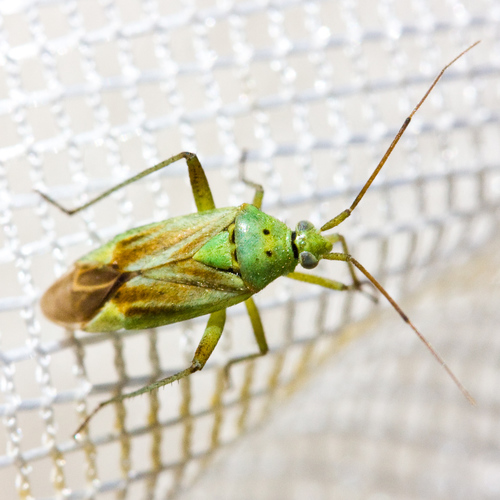 Potato Mirid