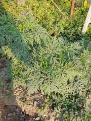 Parthenium hysterophorus