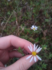 Symphyotrichum hallii