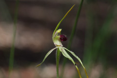 Caladenia longiclavata