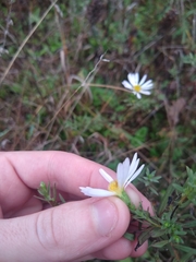 Symphyotrichum hallii