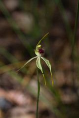 Caladenia longiclavata