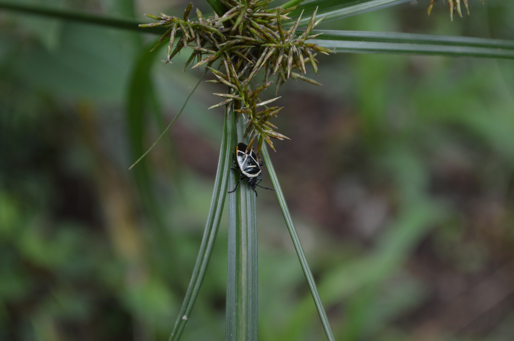 Ditomotarsini image