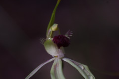 Caladenia longiclavata