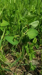 Aristolochia pallida