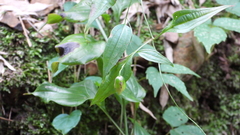 Stemona tuberosa