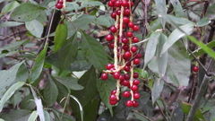 Schisandra sphenanthera