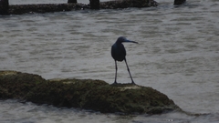 Egretta caerulea